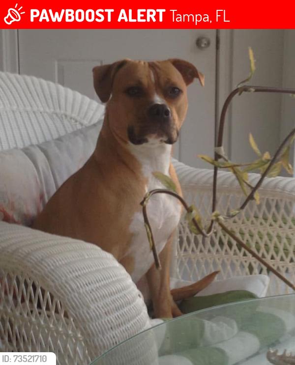 Lost Female Dog last seen W west street and and n Nevada Ave, Tampa, FL 33602