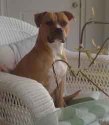 Lost Female Dog last seen W west street and and n Nevada Ave, Tampa, FL 33602
