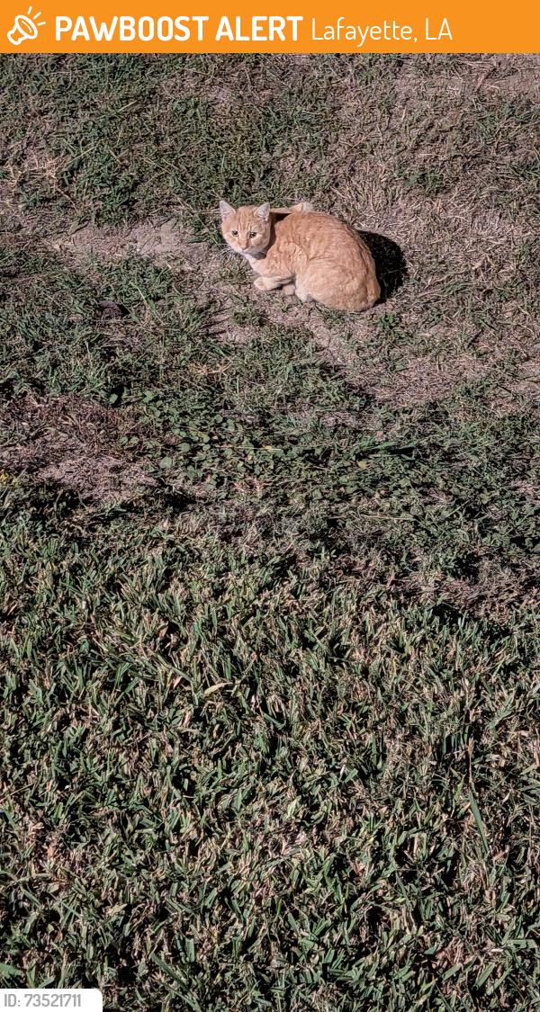 Found/Stray Unknown Cat last seen Past Barry's Air Conditioning, Inc., Lafayette, LA 70506