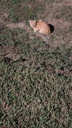 Found/Stray Unknown Cat last seen Past Barry's Air Conditioning, Inc., Lafayette, LA 70506