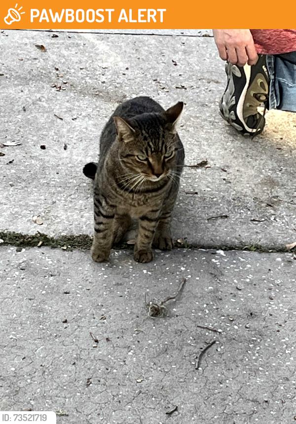 Found/Stray Unknown Cat last seen Little Wekiva Road, Altamonte Springs, FL 32714