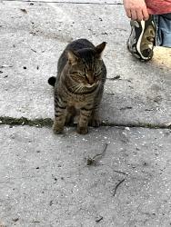 Found/Stray Unknown Cat last seen Little Wekiva Road, Altamonte Springs, FL 32714