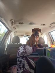 Lost Male Dog last seen Overland and vernill, Boise, ID 83709