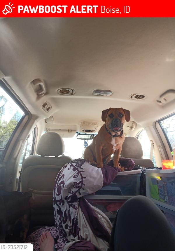 Lost Male Dog last seen Overland and vernill, Boise, ID 83709