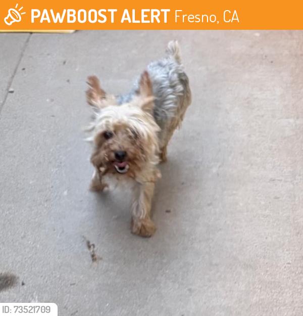 Found/Stray Male Dog last seen Valentine / Spruce, Fresno, CA 93711