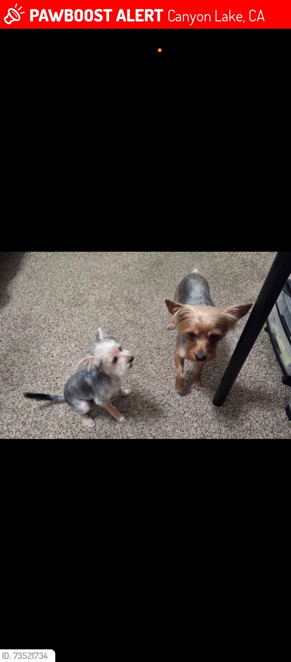Lost Male Dog last seen Dog on the right. Last seen on big tee, Canyon Lake, CA 92587
