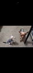 Lost Male Dog last seen Dog on the right. Last seen on big tee, Canyon Lake, CA 92587