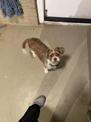 Found/Stray Male Dog last seen Reno and air depot, Midwest City, OK 73110