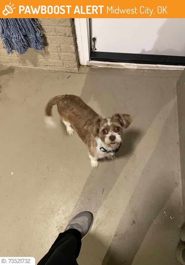 Found/Stray Male Dog last seen Reno and air depot, Midwest City, OK 73110
