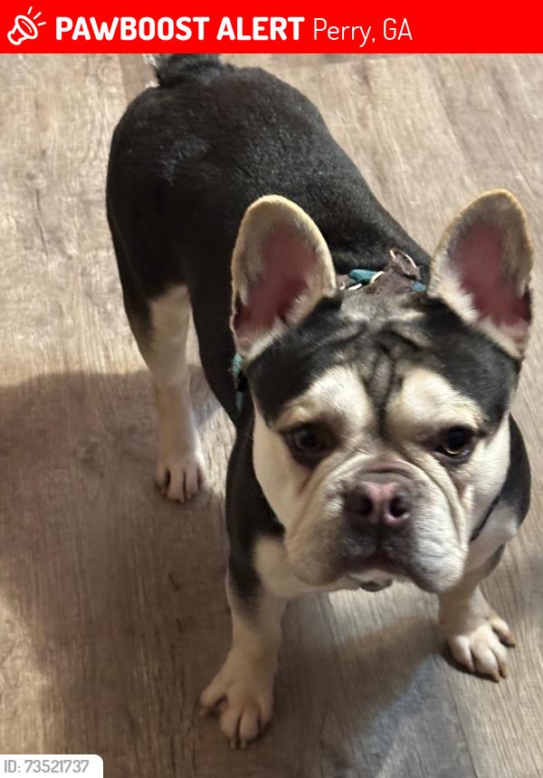 Lost Male Dog last seen Sunset Av, Perry, GA 31069
