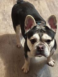 Lost Male Dog last seen Sunset Av, Perry, GA 31069
