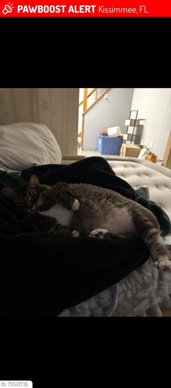 Lost Male Cat last seen Hamlet lane, Kissimmee, FL 34746