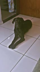 Lost Male Dog last seen Rua Salvador salmora 145, Conjunto Habitacional Vida Nova, SP 13057-501
