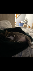 Lost Male Cat last seen Hamlet lane, Kissimmee, FL 34746