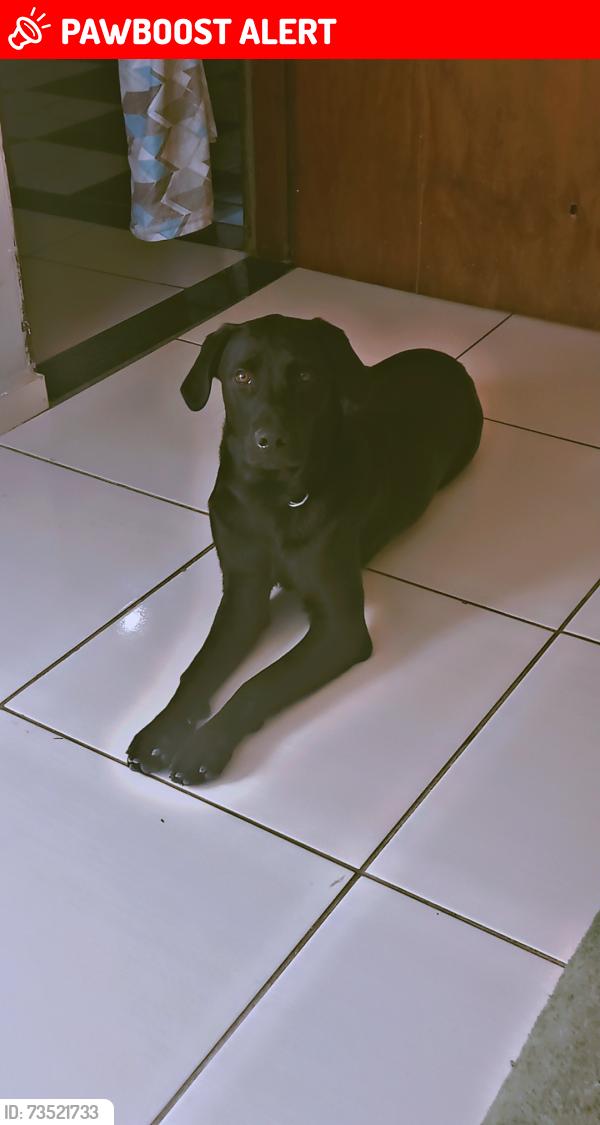 Lost Male Dog last seen Rua Salvador salmora 145, Conjunto Habitacional Vida Nova, SP 13057-501