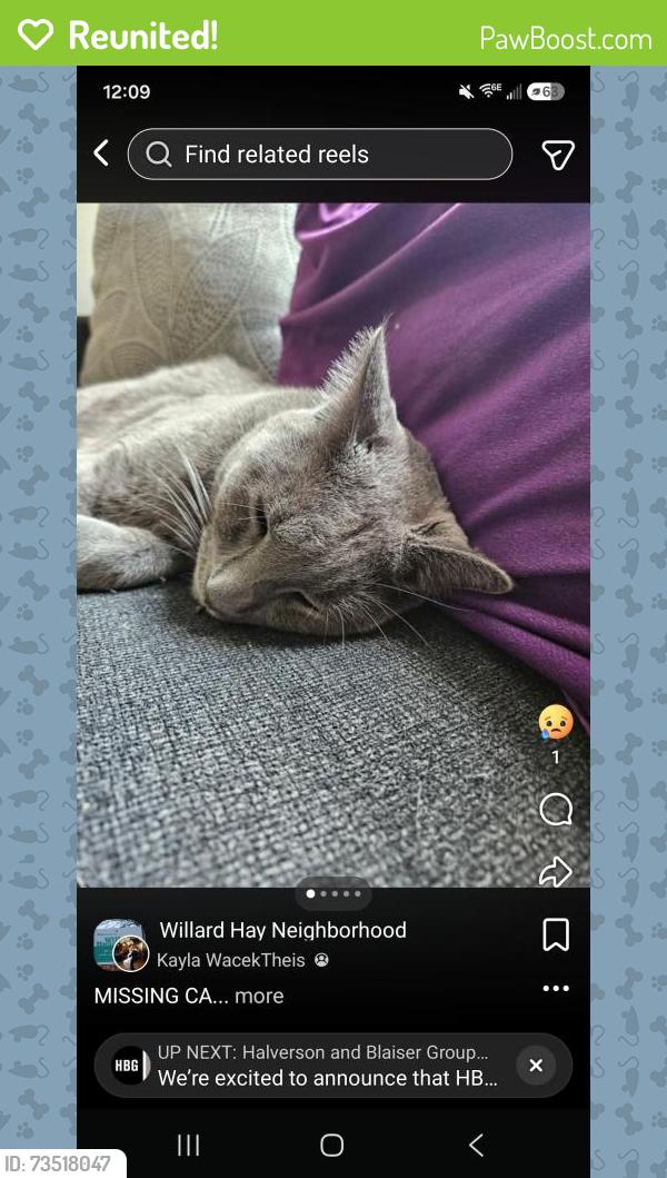 Reunited Male Cat last seen Near sheridan ave n, Minneapolis, MN 55411