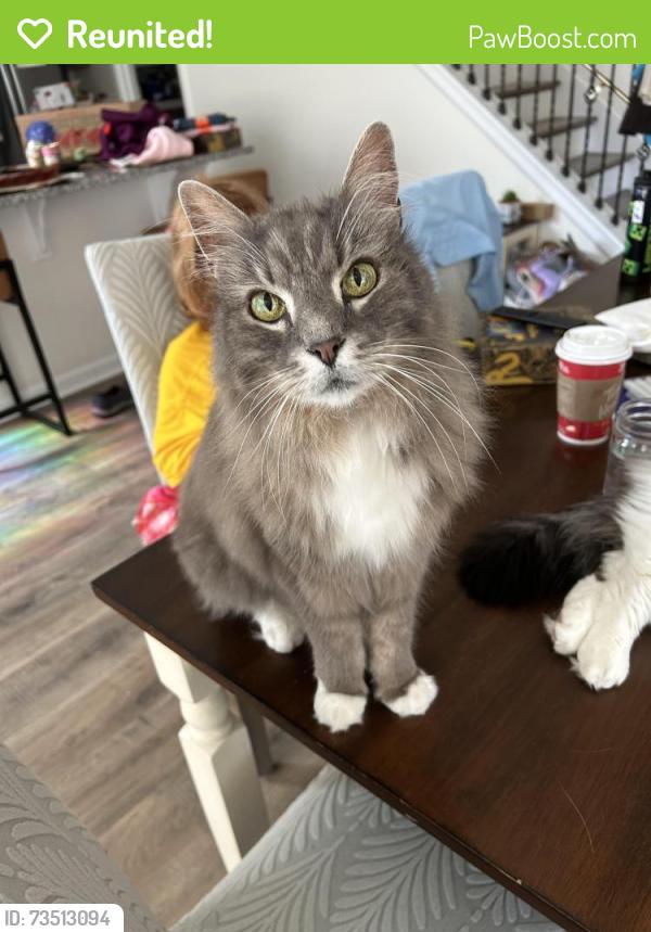 Reunited Male Cat last seen Glen trail Dr, Mt. Juliet, TN 37122