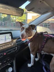 Found/Stray Female Dog last seen Albemarle highway, Albemarle, NC 28001
