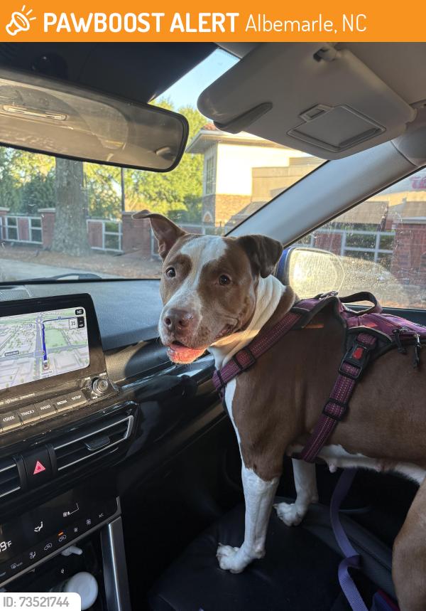 Found/Stray Female Dog last seen Albemarle highway, Albemarle, NC 28001