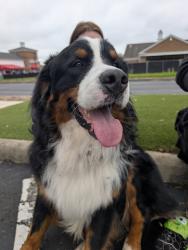 Reunited Male Dog last seen Granville St near 11th & 13th, Newark, OH 43055