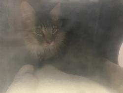 Shelter Stray Male Cat last seen Near W 5175 S, Kearns Township, UT, 84118, 511 W 3900 S, Salt Lake City, UT 84123, USA