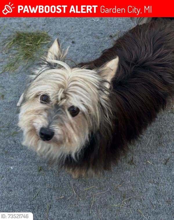 Lost Female Dog last seen Ford/Venoy, Marquette/Venoy, Garden City, MI 48135