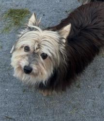 Lost Female Dog last seen Ford/Venoy, Marquette/Venoy, Garden City, MI 48135