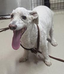 Shelter Stray Male Dog last seen Near E Main Street, El Cajon, CA, 92020, El Cajon, CA 92020, USA