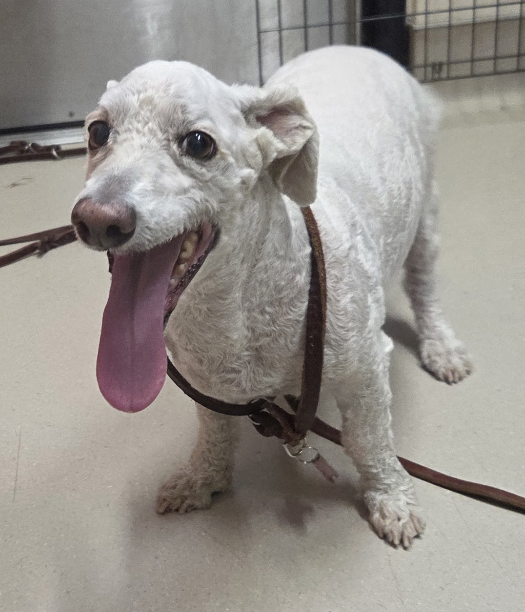Shelter Stray Male Dog last seen Near E Main Street, El Cajon, CA, 92020, El Cajon, CA 92020, USA