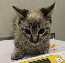 Shelter Stray Male Cat last seen Ridgewood Drive, San Diego, CA, 92139, 5500 Gaines St, San Diego, CA 92110, USA