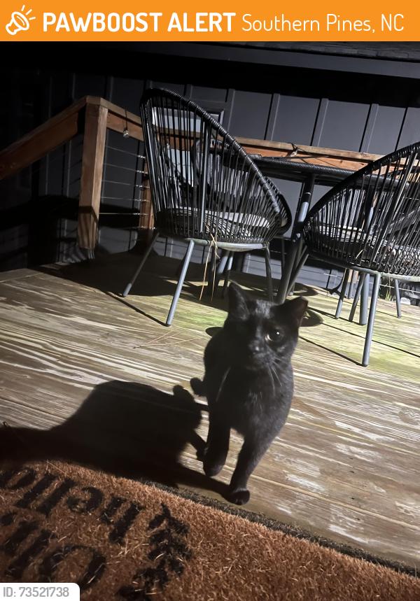 Found/Stray Unknown Cat last seen Ridge/e new jersey/rhode island, Southern Pines, NC 28387