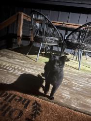 Found/Stray Unknown Cat last seen Ridge/e new jersey/rhode island, Southern Pines, NC 28387