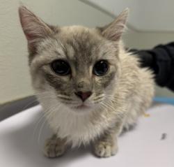 Shelter Stray Female Cat last seen Ridgewood Drive, San Diego, CA, 92139, 5500 Gaines St, San Diego, CA 92110, USA