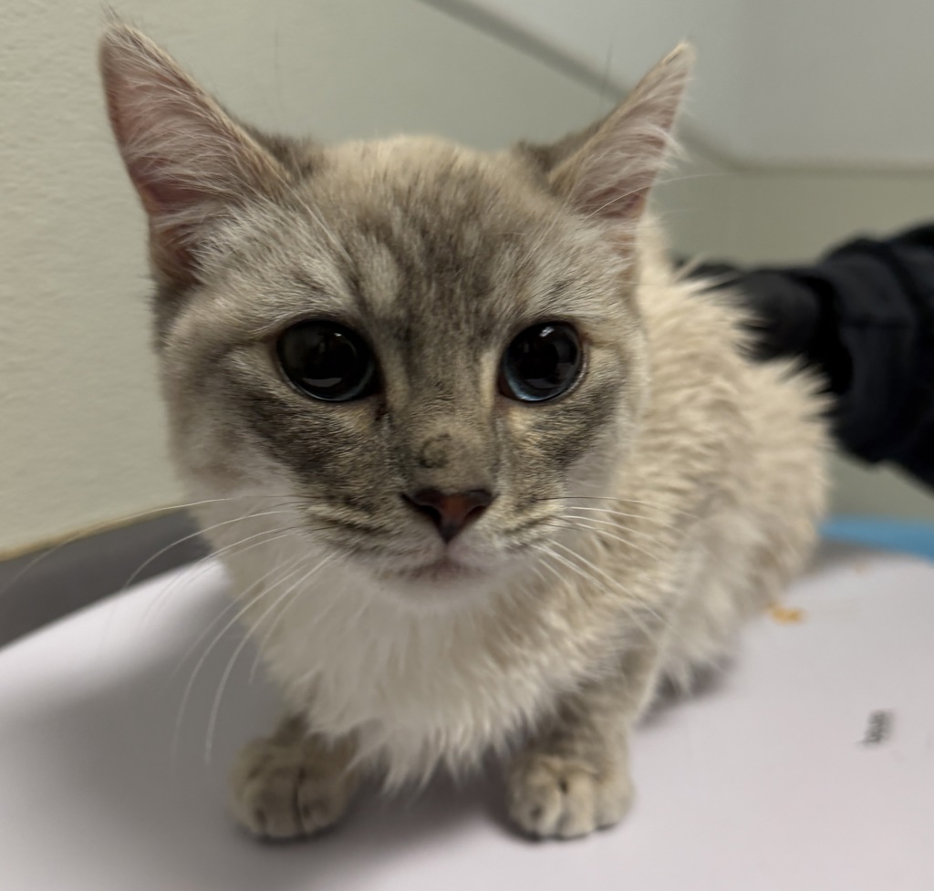 Shelter Stray Female Cat last seen Ridgewood Drive, San Diego, CA, 92139, 5500 Gaines St, San Diego, CA 92110, USA