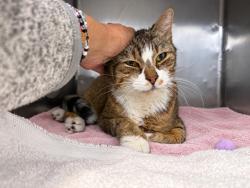 Shelter Stray Male Cat last seen Near E 169th Street, BRONX, NY, 10452, 326 E 110th St, New York, NY 10029, USA