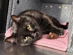 Shelter Stray Female Cat last seen Near E 169th Street, BRONX, NY, 10452, 326 E 110th St, New York, NY 10029, USA