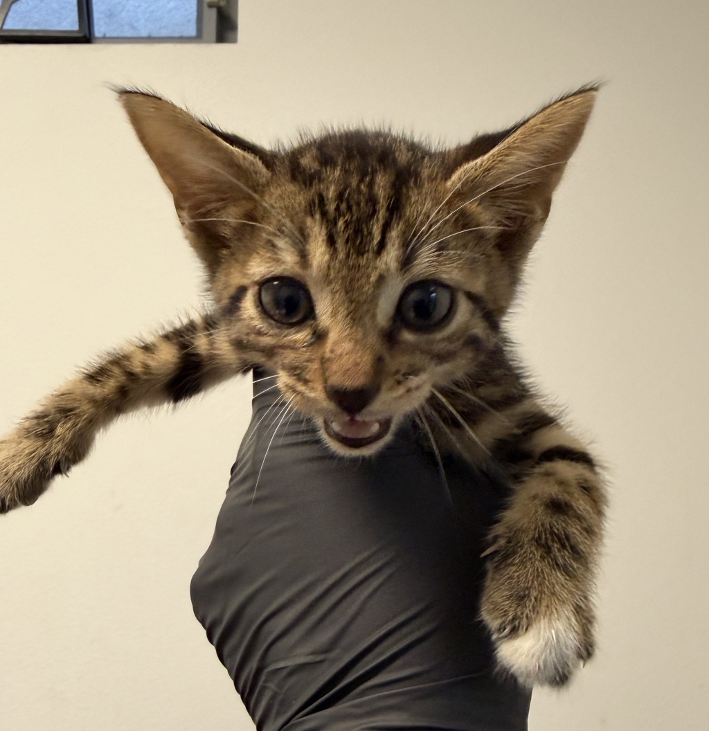 Shelter Stray Female Cat last seen Hughes st, San Diego, CA, 92115, 5500 Gaines St, San Diego, CA 92110, USA