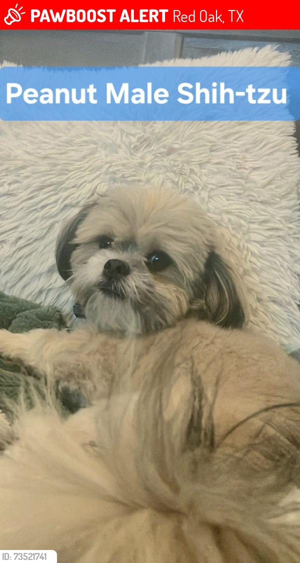 Lost Male Dog last seen Hickory Creek Neighborhood, Red Oak, TX 75154