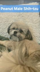 Lost Male Dog last seen Hickory Creek Neighborhood, Red Oak, TX 75154