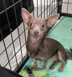 Shelter Stray Female Dog last seen Near Ashford Street, San Diego, CA, 92111, 5500 Gaines St, San Diego, CA 92110, USA