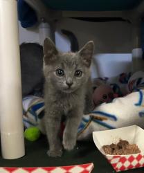 Shelter Stray Female Cat last seen Goodwin Drive, Vista, CA, 92084, Oceanside, CA 92058, USA