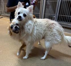 Shelter Stray Female Dog last seen Near E Vista Way, Vista, CA, 92084, Oceanside, CA 92058, USA