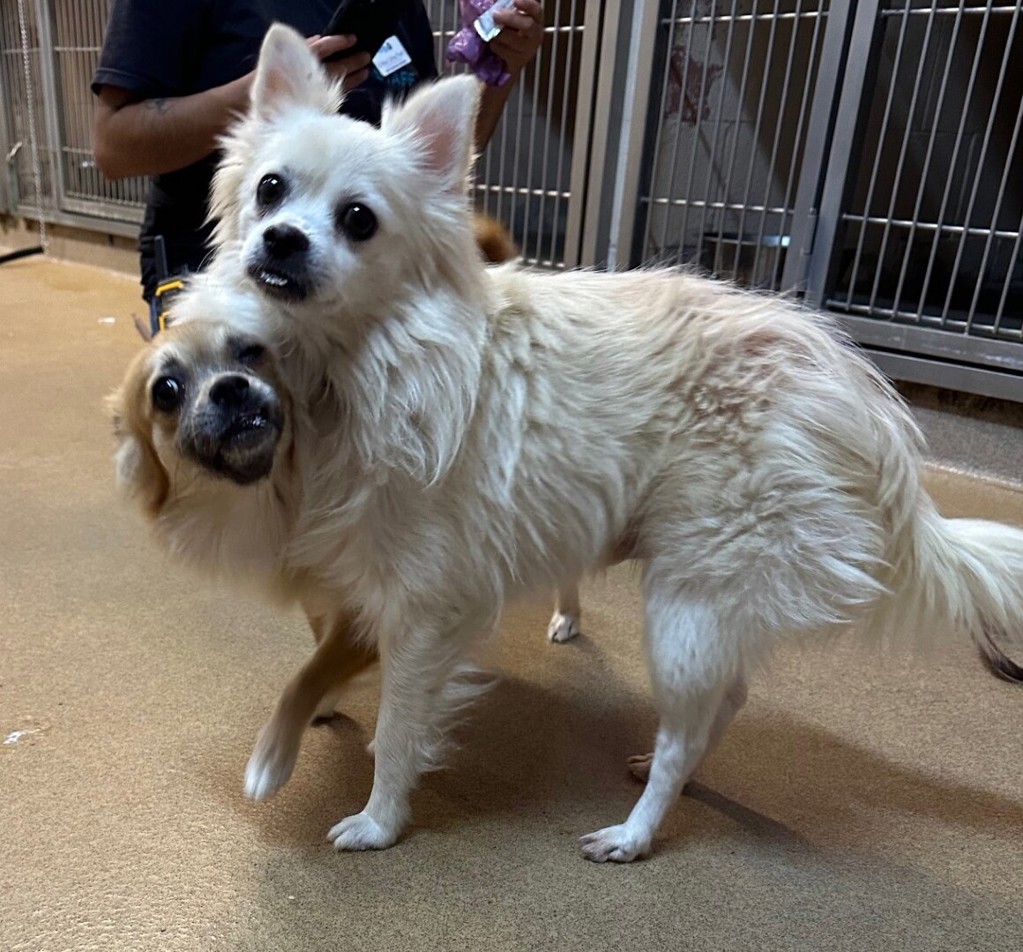 Shelter Stray Female Dog last seen Near E Vista Way, Vista, CA, 92084, Oceanside, CA 92058, USA