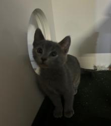 Shelter Stray Male Cat last seen Goodwin Drive, Vista, CA, 92084, Oceanside, CA 92058, USA