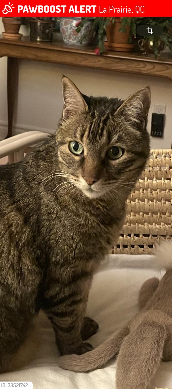 Lost Male Cat last seen Rue des lilas, La Prairie, QC 