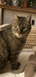 Lost Male Cat last seen Rue des lilas, La Prairie, QC 