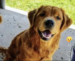 Reunited Male Dog last seen Frankfort dr, Carrollton, TX 75007