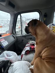 Lost Male Dog last seen Near Hanover ave, Allentown, PA 18109