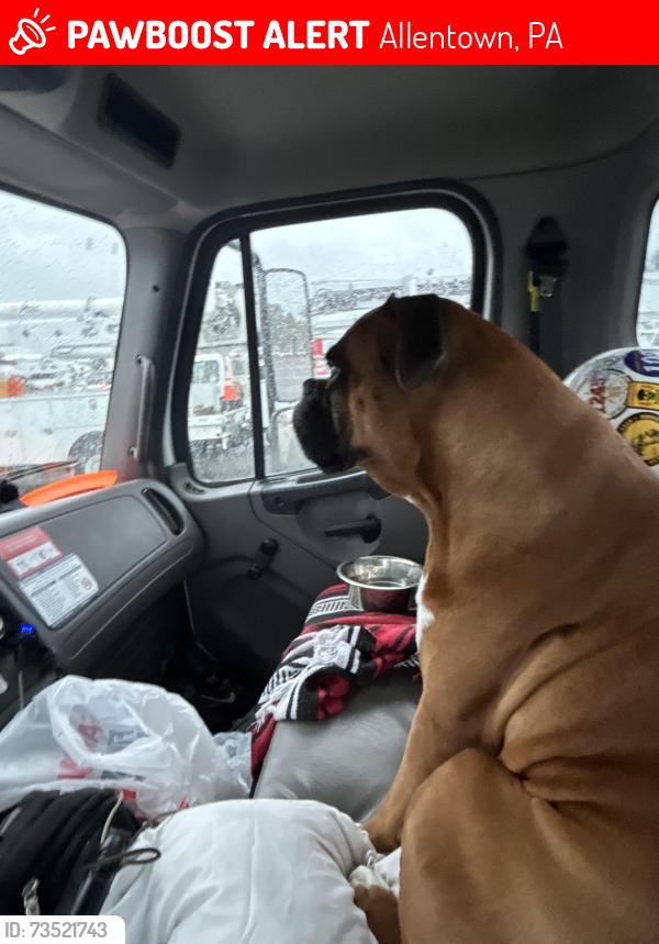 Lost Male Dog last seen Near Hanover ave, Allentown, PA 18109