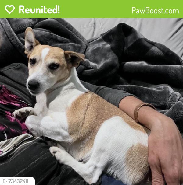 Reunited Female Dog last seen Prospect Hill Road and Line 2, Perth South, ON N0M 1V0